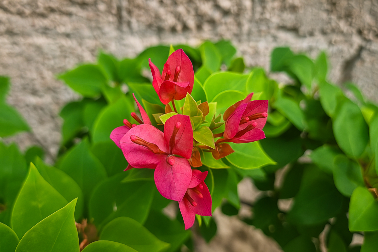 Бугенвілія